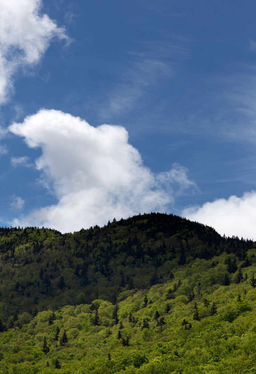 Case Studies: Specific Species Affected by Climate Change